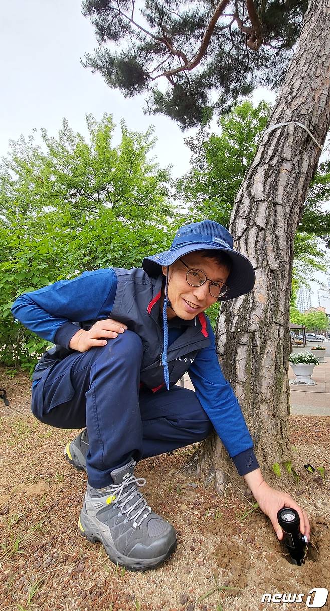 2일 경기도 화성시의 한 공원에서 나무의사 윤준원씨(61)가 토양 상태를 진단하고 있다. 23.06.02/뉴스1 ⓒ 뉴스1 이비슬 기자