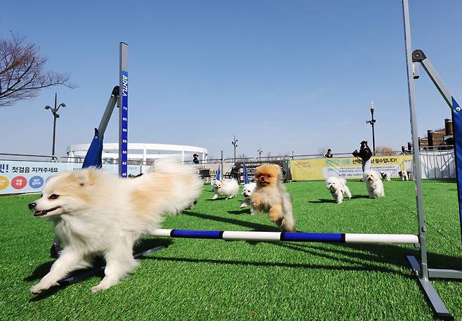 지난 3월 서울 한강 반려견 쉼터에서 강아지들이 인솔자와 즐거운 시간을 보내고 있다. 연합뉴스