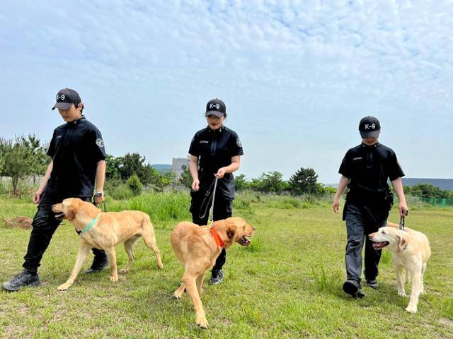 1일 인천 영종도 소재 관세청 탐지견훈련센터 초지훈련장에서 민간 분양 대상견 구름(왼쪽부터)·조조·비가 사회화훈련담당자들과 산책하고 있다. 영종도=변태섭 기자