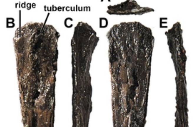 호주에서 발견된 익룡 화석