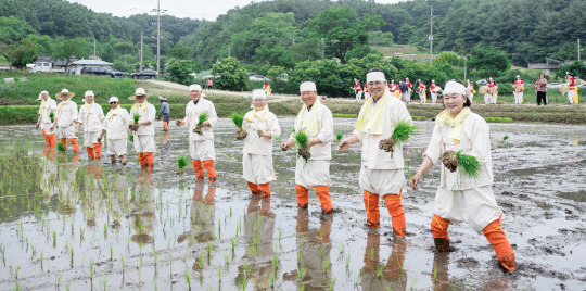 청양군과 한국농촌지도자 청양군연합회(회장 신병철)이 화성면 화강리에서 권농일의 의미를 되새기고 전통 두레 문화를 계승하기 위한 '풍년 기원 손 모내기' 체험행사를 개최했다.사진=청양군 제공