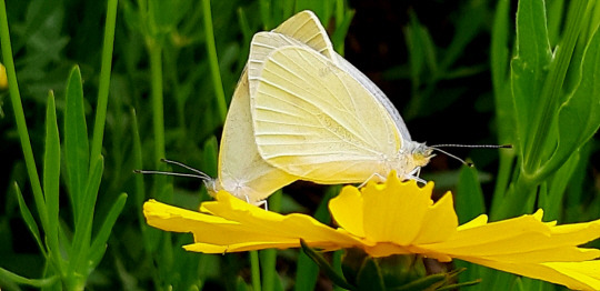 배추 흰나비 한 쌍이 2019년 5월30일 서울 용산 대통령실(당시 국방부) 무궁화동산 인근에 핀 큰금계국에서 짝짓기하면서 꿀을 빨고 있다. 큰금계국은 꿀이 많아 나비와 벌을 부르는 대표적인 밀원(蜜源)식물이다.