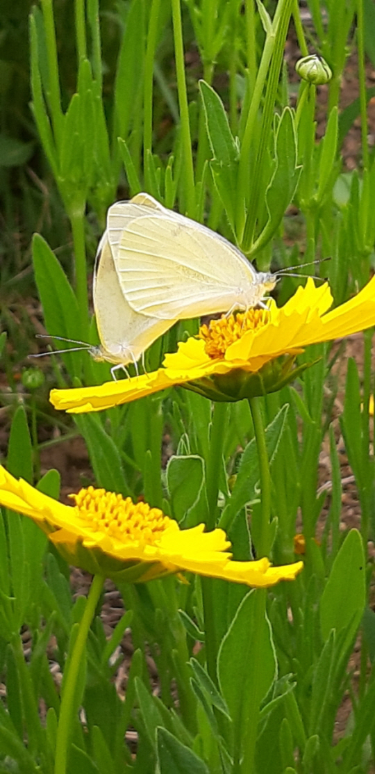 2019년 5월30일 지금의 서울 용산 대통령실 무궁화동산 인근 큰금계국 군락지에에서 짝짓기하는 배추흰나비 한쌍.