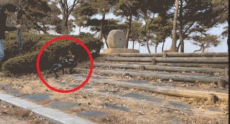 눈도 없이 계단을 척척 오르고 있는 사족보행로봇 ‘드림워커’. [KAIST 제공]