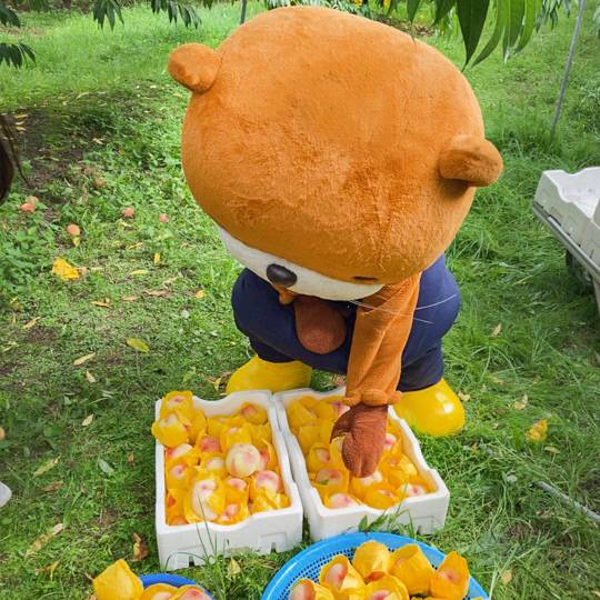 충주시 농산물 통합 브랜드인 '충주씨'가 하늘작 복숭아 수확을 돕고 있다. 사진=충주시 제공