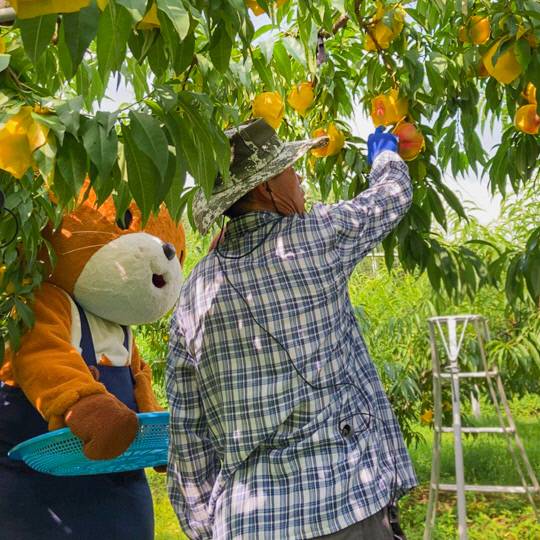충주시 농산물 통합 브랜드인 '충주씨'가 복숭아 수확을 돕고 있다. 사진=충주시 제공