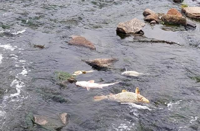 양주시 남면 아스콘 공장에서 유출된 유류로 인해 폐사한 물고기들이 신천 여울목 등에 널부러져 있다. 양주시 제공