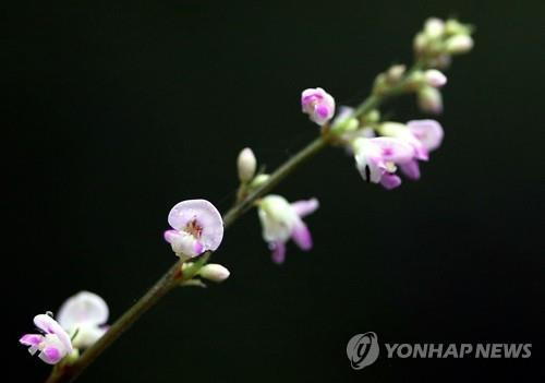 금대봉의 봄 [연합뉴스 자료사진]