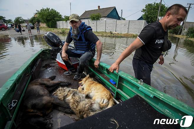 헤르손 지역에서 자원봉사자들이 가축들에 진정제를 투여한 뒤 구조하고 있다. ⓒ 로이터=뉴스1 ⓒ News1 박형기 기자