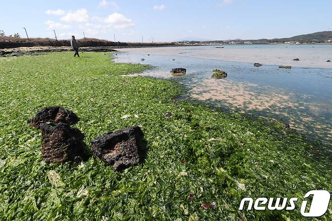 제주 서귀포시 신양해변 인근 해안에 구멍갈파래가 밀려와 쌓여 눈살을 찌푸리게 하고 있다. /뉴스1