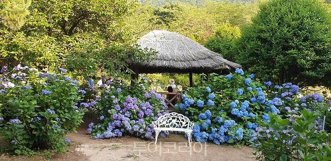 만화방초 수국 축제