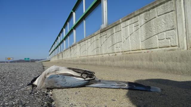 새가 투명 방음벽에 충돌해 땅에 떨어져 있다. 환경부 제공