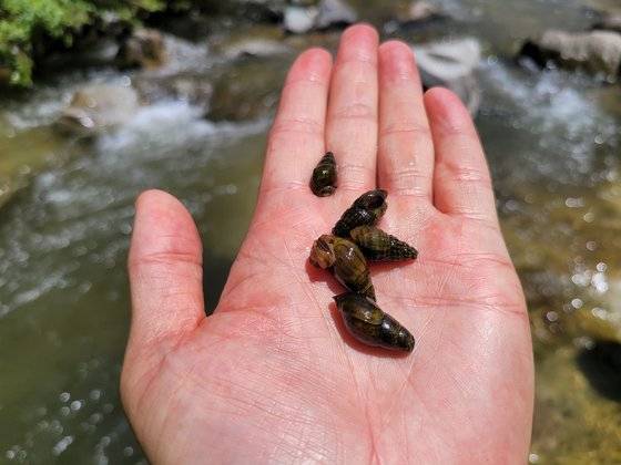수타사계곡 물이 제일 맑은 곳에 다슬기가 떼 지어 산다.
