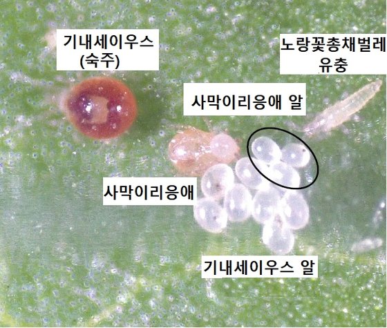 사막이리응애의 탁란. [자료: Functional Ecology, 2023]