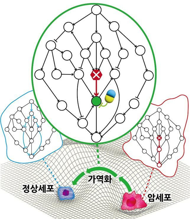 [대전=뉴시스] 암세포를 정상세포로 되돌리는 치료원리 규명 모식도. 돌연변이에 의해 세포내 유전자 조절 네트워크의 입출력 관계가 왜곡되면 복잡한 네트워크에 내재된 분자회로의 중복성을 파악해 이를 토대로 가역가능 유전자 타겟을 찾아내고 조절해 왜곡된 입출력 관계를 다시 정상 상태로 되돌릴 수 있다. *재판매 및 DB 금지