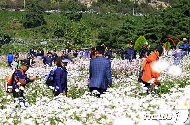 전북 정읍시 구절초 테마공원(자료사진) ⓒ News1 박제철 기자