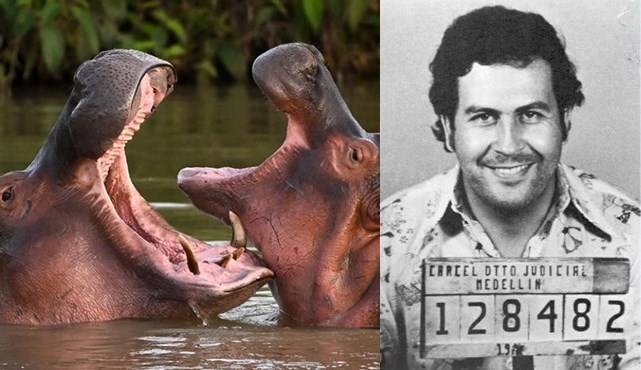 파블로 에스코바르와 하마떼 모습