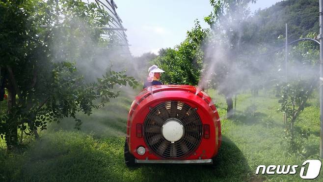 충북 보은군의 한 농가에서 돌발해충 방제작업을 하고 있다. (보은군 제공) /뉴스1