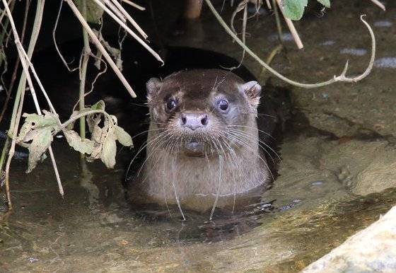 천연기념물 수달이 지난해 7월 27일 강원 강릉시 남대천에 나타나서 물고기를 사냥하다가 귀여운 표정을 짓고 있다. 연합뉴스