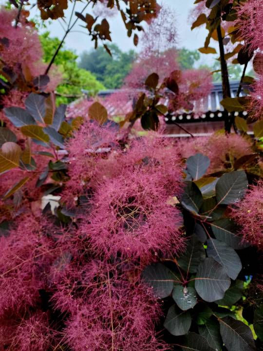 자엽안개나무는 옻나무과로, 옻에 민감한 사람은 주의해야 한다.  한옥카페 고당의 빗방울이 맺힌 자엽안개나무. 5월27일 촬영