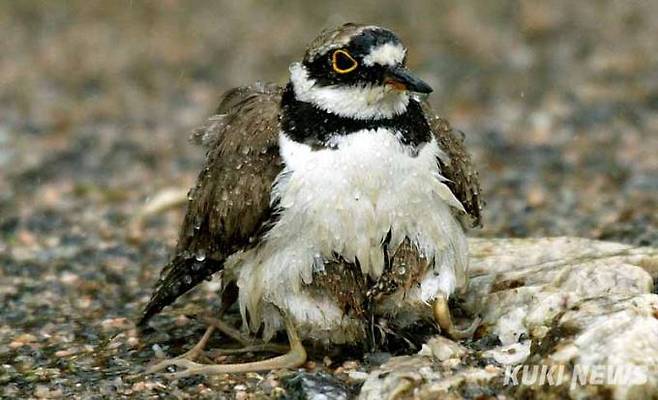 갓 태어난 꼬마물떼새 새끼가 비가 내리자 어미 품으로 파고 들고 있다.(서정화 생태사진가)