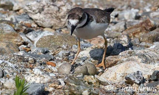 흰목물떼새 새끼가 알을 깨고 나오는 모습을 어미가 주변을 살피며 유심히 지켜보고 있다.