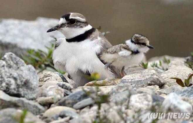 제법 털이 마른 흰목물떼새 새끼가 어미 품을 벗어나고 있다.