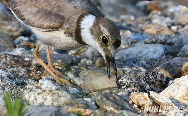 흰목물떼새 어미가 새끼가 탄생을 돕고 있다.