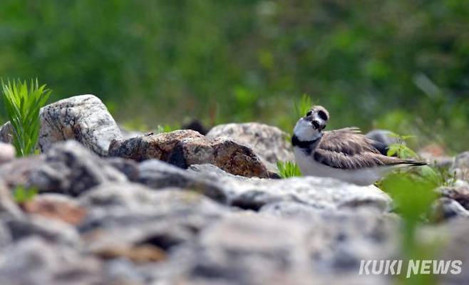 '무슨 소리지'둥지에서 알을 품고 있는 어미 흰목물떼새는 주변의 조그만 소리나 움직임에도 민감하게 반응한다.