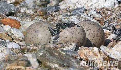 부지런히 껍질을 깨고&nbsp; 세상 밖으로 나온 흰목물떼새 새끼가 힘이 부친지 잠시 움직임이 없다.