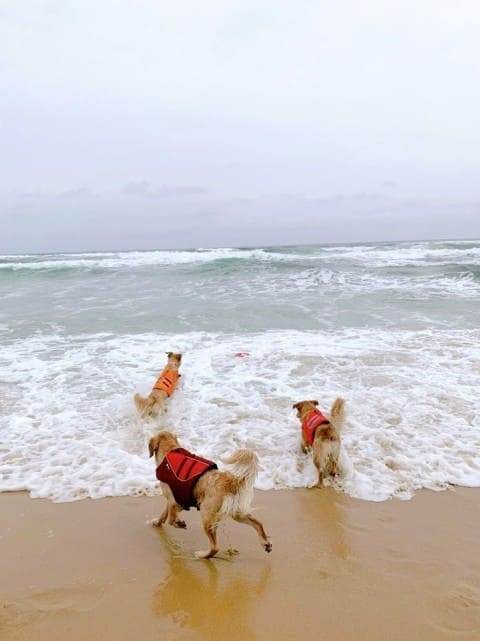 강원도 양양 광진해수욕장 멍비치 / 온라인 커뮤니티