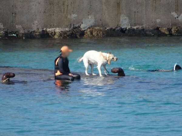 제주도 애견동반 해수욕장 판포포구 / 온라인 커뮤니티