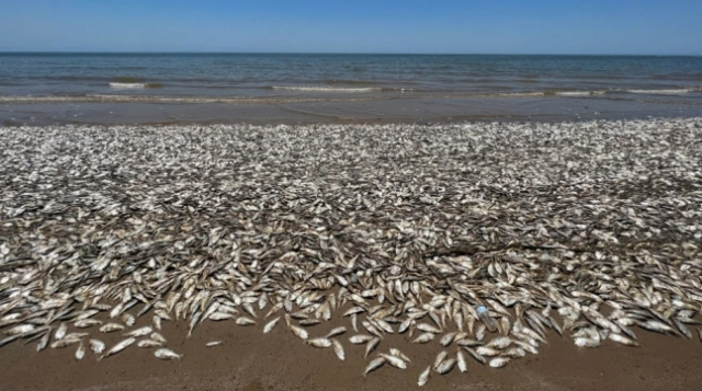 물고기 사체가 미 텍사스주 퀸타나에 있는 킨타나 비치 카운티 공원의 해변으로 떠내려와 해변을 가득 메우고 있다. CNN 화면 캡처