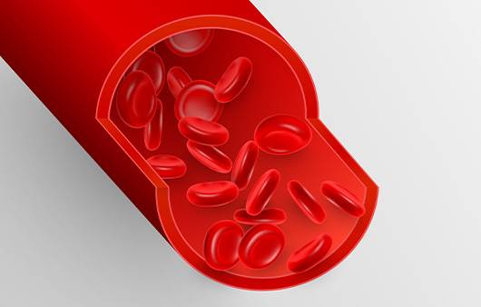혈관|출처: 게티이미지뱅크