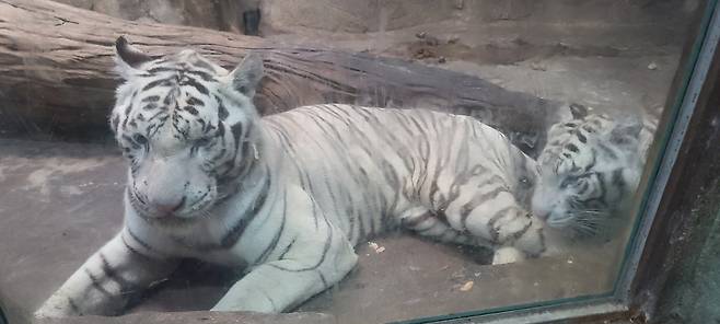A photo of two white tigers being kept in an enclosure of approximately 30 square meters in size at the zoo (Gimhae City Hall's website's "Ask the mayor" board)