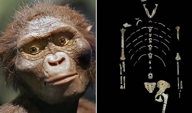 오스트랄로피테쿠스 아파렌시스(Australopithecus Afarensis), 루시의 가상 그래픽 이미지와 발견된 화석
