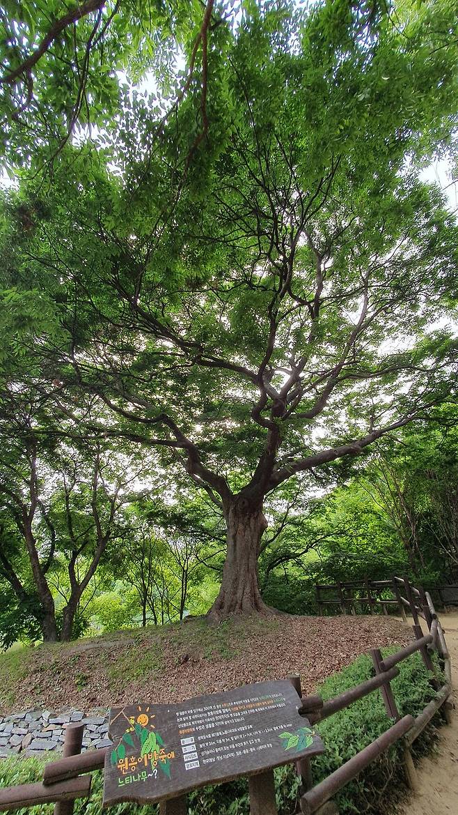 원흥이방죽과 마을을 지키는 300살 느티나무. 오윤주 기자