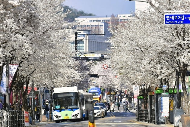 지난 3월 서을 신촌 연세로에 벚꽃이 활짝 피어 있다.  /서대문구청 제공