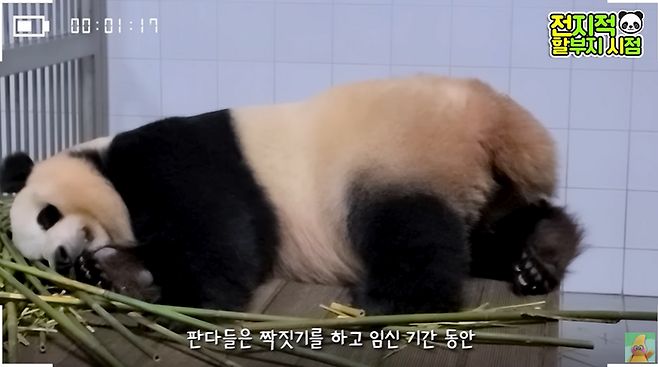 One of Everlands most popular animals, Panda Aibao, will not be able to meet visitors from next week.On the 16th, Zoo Pupa TV  ⁇   ⁇   ⁇   ⁇   ⁇ ....................................On this day, Aibao showed a decrease in appetite due to pregnancy and an increase in the amount of sleep.Kang Cheol-won, a zookeeper known as  ⁇  Panda Grandpa  ⁇ , said,  ⁇  Ai Bao needs to rest in his room for a while, so he can not meet with visitors.Fu Bao was willing to give his room to his pregnant mother, and he showed a warm and warm appearance as the eldest son.