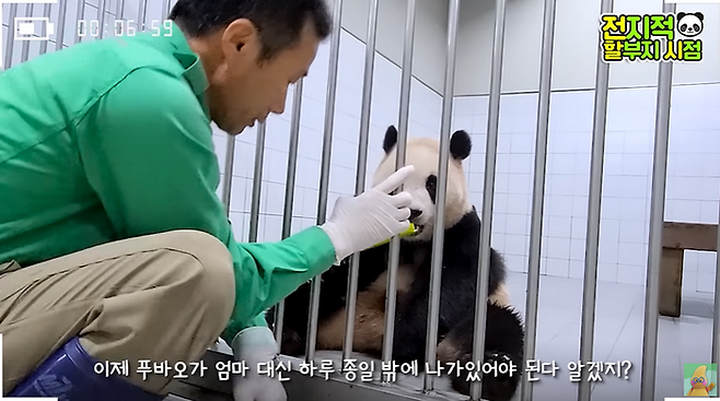 One of Everlands most popular animals, Panda Aibao, will not be able to meet visitors from next week.On the 16th, Zoo Pupa TV  ⁇   ⁇   ⁇   ⁇   ⁇ ....................................On this day, Aibao showed a decrease in appetite due to pregnancy and an increase in the amount of sleep.Kang Cheol-won, a zookeeper known as  ⁇  Panda Grandpa  ⁇ , said,  ⁇  Ai Bao needs to rest in his room for a while, so he can not meet with visitors.Fu Bao was willing to give his room to his pregnant mother, and he showed a warm and warm appearance as the eldest son.