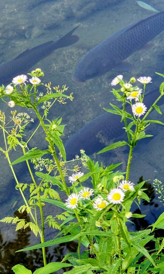 어른 팍뚝보다 큰 잉어가 노니는 청계천 변에 초여름 개망초꽃이 지천으로 피어있다. 6월3일 촬영