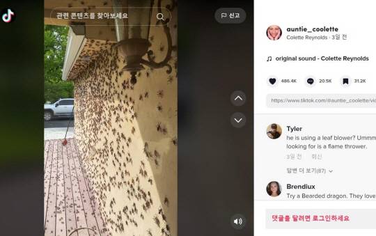 네바다주 엘코시 주민 콜레트 레이놀즈가 올린 ‘모르몬 귀뚜라미’ 떼 영상.   출처 콜레트 레이놀즈(Colette Reynolds) 틱톡 영상 캡처. 연합뉴스