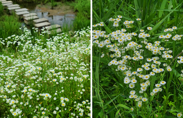 물가와 풀숲에 핀 개망초. ⓒ서효원