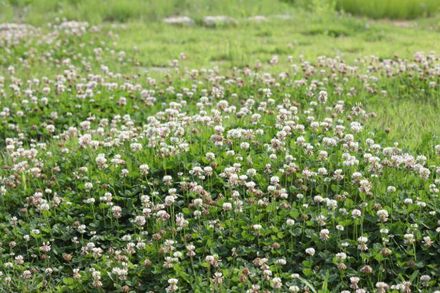 토끼풀은 식물 놀이의 훌륭한 재료다. 토끼풀에 기대어 사는 곤충을 관찰할 수도 있어 토끼풀 군락은 아이들의 자연 놀이터가 된다.