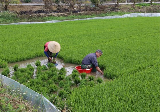 딘 만 틱(39)의 고향 타이빈 농촌의 2023년 현재 모습. 한 농부가 베트남 전통모자인 농라(Non La)를 쓰고 모내기를 하고 있다. 딘 만 틱 제공