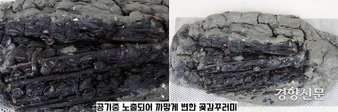 공기 중에 노출되어 검게 변한 곶감.  감(柑) 씨와, 빨간 색 과육(열매에서 씨를 둘러싸고 있는 살)이 나뭇가지 뭉치와 함께 나왔다.과육 사이에서는 나뭇가지를 묶은 것으로 보이는 초본류가 확인됐다. 곶감을 나뭇가지에 여러개 꽂고 몇 다발 단위로 줄로 묶어 운반한 흔적이었다.|국립해양문화재연구소 제공