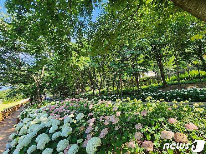 월아산 수국정원(진주시 제공).