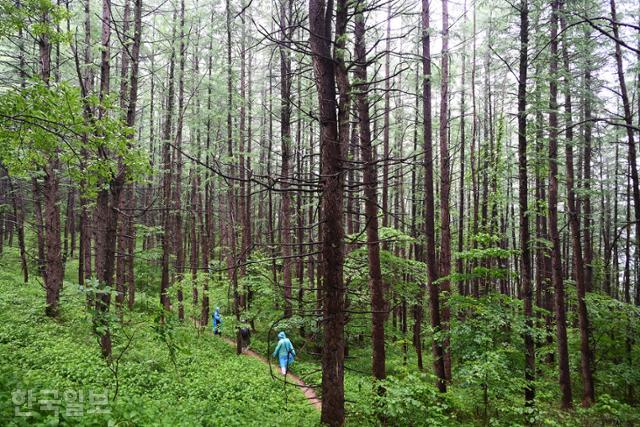 옛날 화전민들이 거주하던 산중턱은 일본잎갈나무 조림지로 변했다.