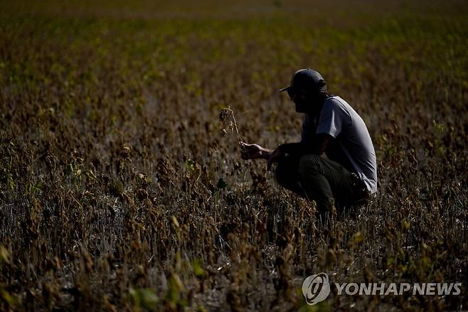 지난 3월 콩 줄기 상태 살피는 아르헨티나 농민  [AP 연합뉴스 자료사진. 재판매 및 DB 금지]