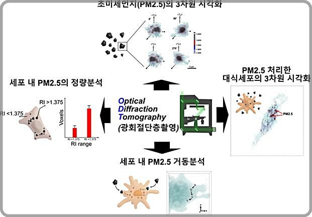 [대전=뉴시스]광회절 단층촬영 기술을 이용한 초미세먼지와 세포 간 상호작용 3차원 영상 분석. *재판매 및 DB 금지